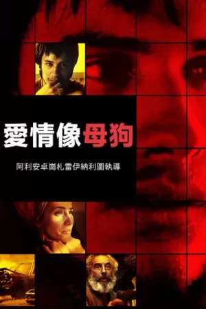 《爱情是狗娘》海报